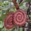 Handwoven Pandanus Earrings<br> Beatrice Namundja