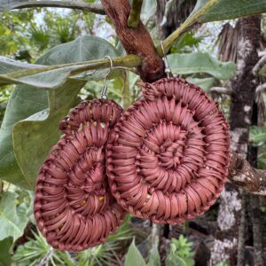 Handwoven Pandanus Earrings<br> Beatrice Namundja